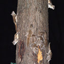 Southern Flying Squirrel