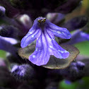 Bugleweed