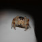 Jumping Spider