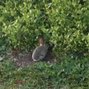 Cottontail Rabbit