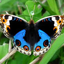 Blue Fansy