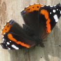 Red admiral