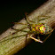 Theridiidae spider