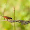 Leaf beetle