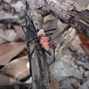 Araña roja