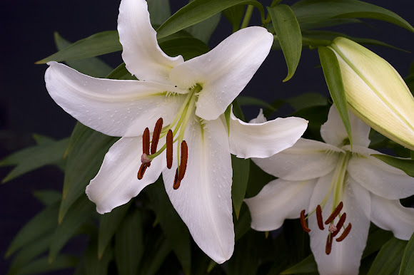 Spotting Image 1