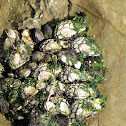 Gooseneck Barnacle