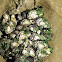 Gooseneck Barnacle