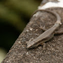Madeiran Wall Lizard