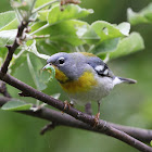 Northern Parula