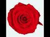 Rosas Rehidratadas En 16 Colores