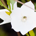 Metallic Green Bee