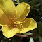 Portulaca
