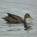 South Georgia Pintail