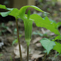 Jack-in-the-Pulpit