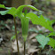 Jack-in-the-Pulpit