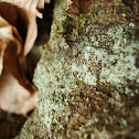Lichen