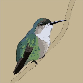 Hummingbird Sketch
