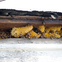 Honey Comb