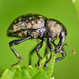 All Wildlife