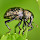 All Wildlife