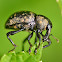 Large pine weevil