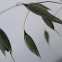 Oat