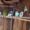 Budgerigars 