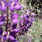 Silver bush lupine