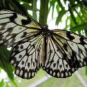 Tree Nymph