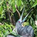 Tri-colored heron
