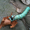 Regal Moth (Hickory Horned Devil)