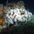 Tiger Cowry