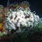 Tiger Cowry
