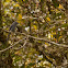 Ashy Drongo