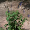 Black and blue sage