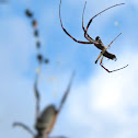 Golden Silk Orb-weaver (male)