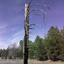 Lewis' woodpecker