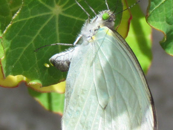 Spotting Image 1