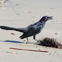 Great-tailed Grackle