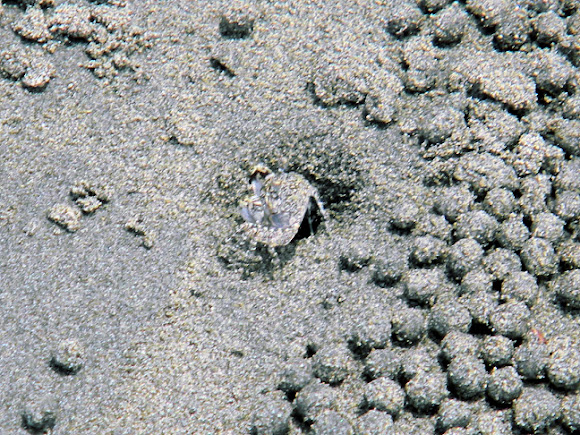 Spotting Image 1
