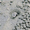 sand bubbler crab