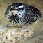 Cactus Wren