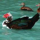 muscovy duck