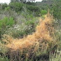Dodder