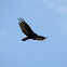 Turkey Vulture