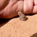 Red Spotted Toad