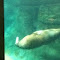 Fletcher
