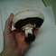 Agaricus litoralis