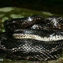 Black Rat Snake